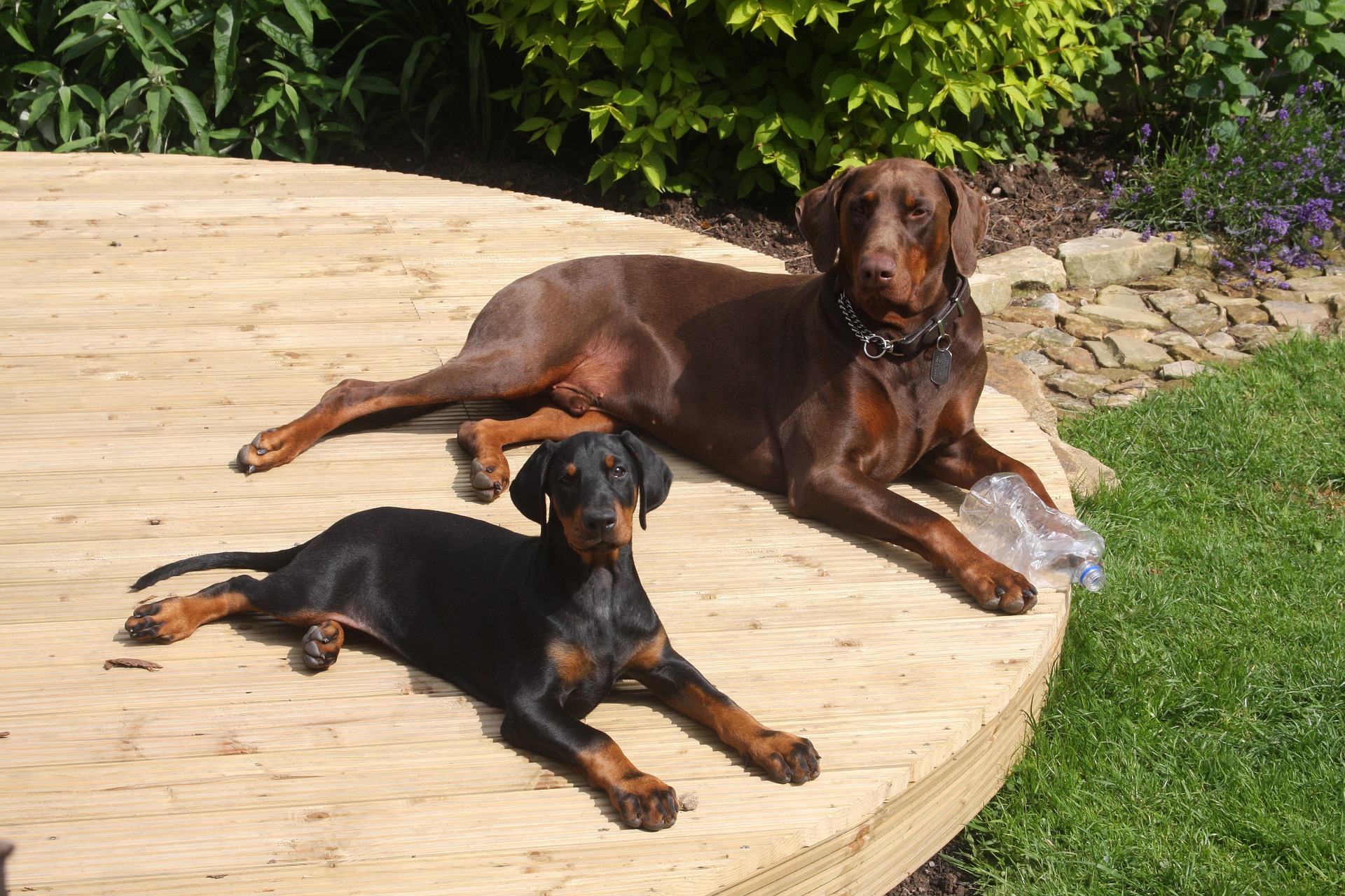 Dobermann vom Schwansee - Dobermann-Welpe mit Papa