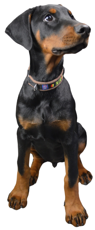 Dobermann vom Schwansee - Dobermann-Welpe