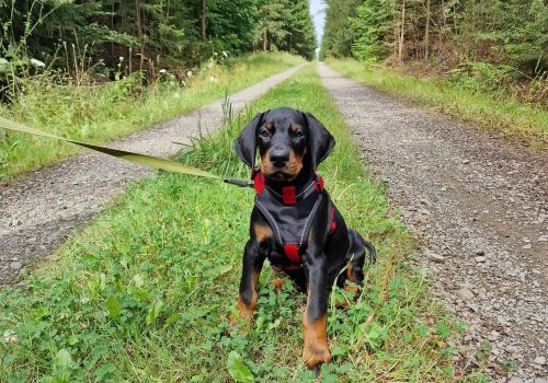 Dobermann vom Schwansee - Der C-Wurf bei einem Waldspaziergang