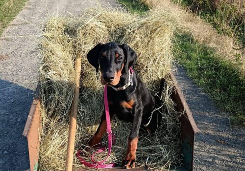 Dobermann vom Schwansee - Der C-Wurf im Heuwagen