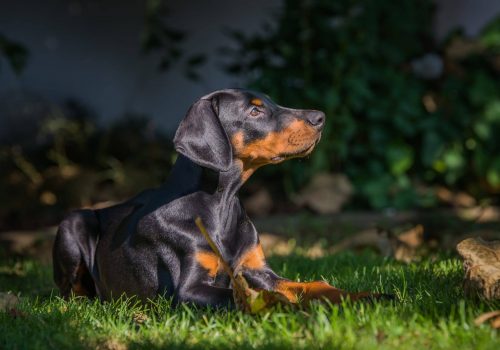 Dobermann vom Schwansee - Der C-Wurf im Garten