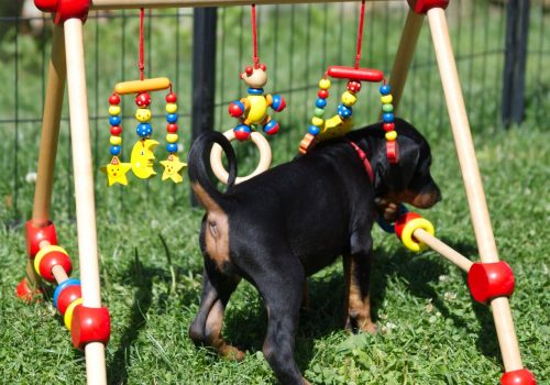Dobermann vom Schwansee - Der C-Wurf am Mobile