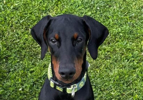 Dobermann vom Schwansee - Charlotte Mia vom Schwansee