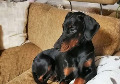 Dobermann vom Schwansee - Charlotte Mia vom Schwansee