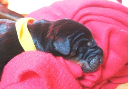 Dobermann vom Schwansee - Unsere Welpen aus dem B-Wurf