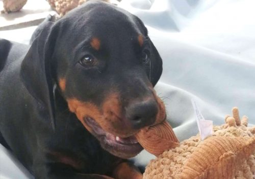 Dobermann vom Schwansee - Unsere Welpen aus dem B-Wurf