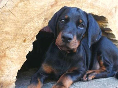 Dobermann vom Schwansee - Unsere Welpen aus dem B-Wurf