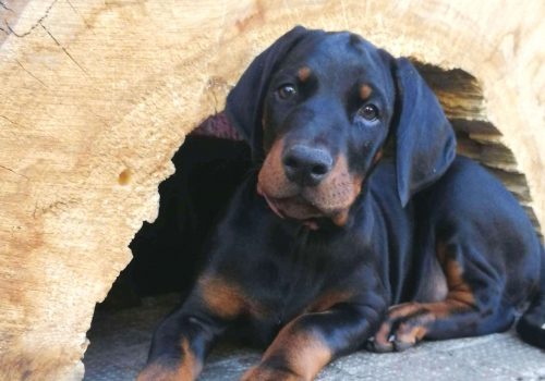 Dobermann vom Schwansee - Unsere Welpen aus dem B-Wurf