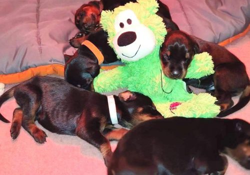 Dobermann vom Schwansee - Unsere Welpen aus dem B-Wurf
