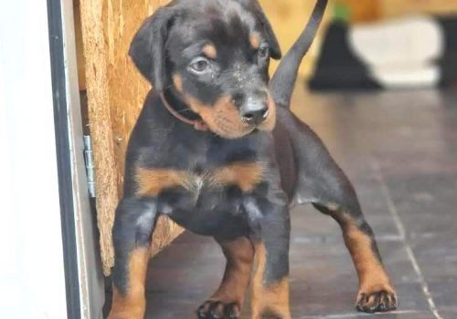 Dobermann vom Schwansee - Unsere Welpen aus dem B-Wurf