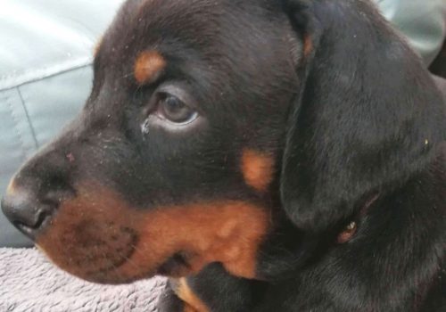 Dobermann vom Schwansee - Unsere Welpen aus dem B-Wurf