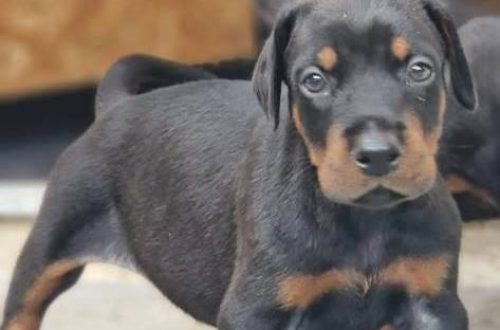 Dobermann vom Schwansee - Unsere Welpen aus dem B-Wurf