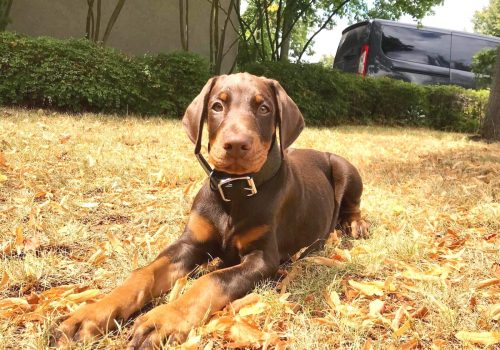 Dobermann vom Schwansee - Unser Dobermann-Rüden Anubis Odin