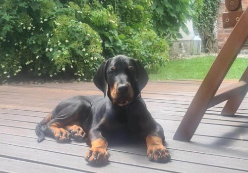 Dobermann vom Schwansee - Unser Dobermann-Welpe Bo