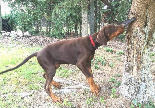 Dobermann vom Schwansee - Anubis Odin schon größer und beim Spielen