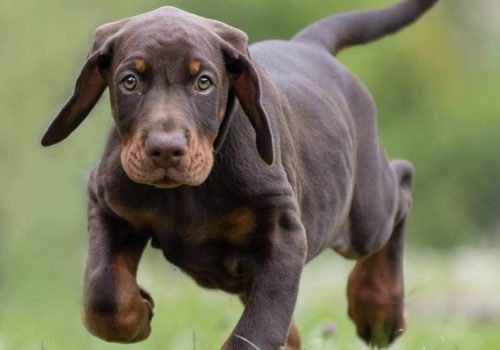 Dobermann vom Schwansee - Unser Welpe Anubis Odin