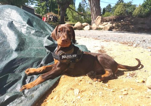 Dobermann vom Schwansee - Unser Dobermann-Rüden Anubis Odin