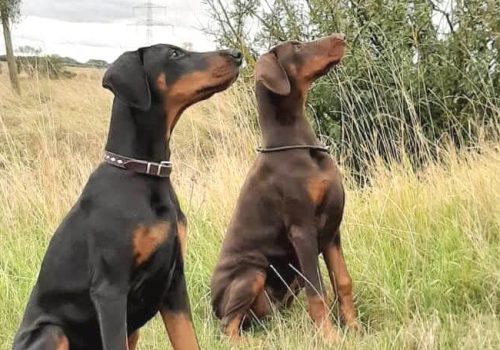 Dobermann vom Schwansee - Unsere Dobermann-Damen Aloha Nani und Aurora