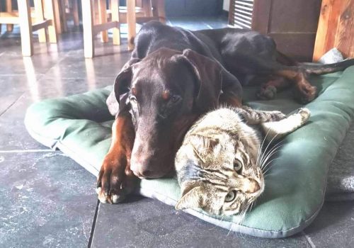 Dobermann vom Schwansee - Unser Dobermann-Rüde Ayk