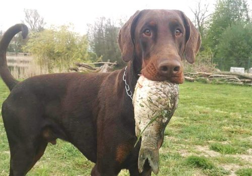 Dobermann vom Schwansee - Unser Dobermann-Rüde Anubis Odin