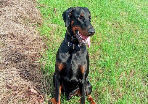 Dobermann vom Schwansee - Unser Dobermann-Rüde Axel