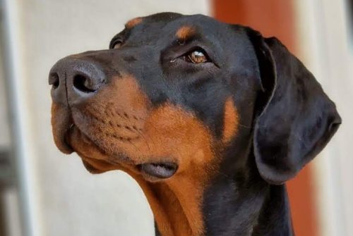 Dobermann vom Schwansee - Aloha Nani