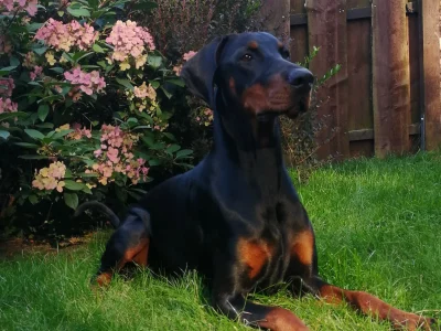 Dobermann vom Schwansee - Aloha Nani bei der Pause