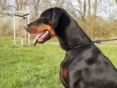 Dobermann vom Schwansee - Quinoa beim Spaziergang