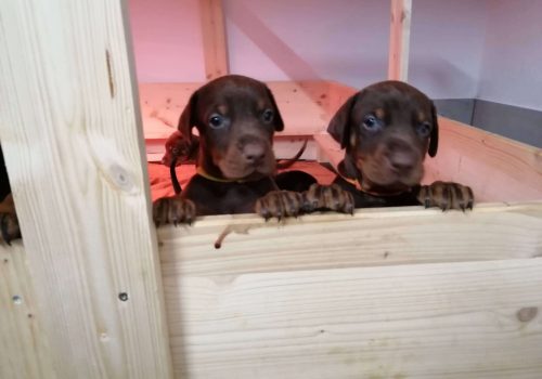 Dobermann vom Schwansee - Unsere Welpen aus dem A-Wurf