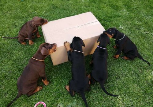 Dobermann vom Schwansee - Unsere Welpen aus dem A-Wurf