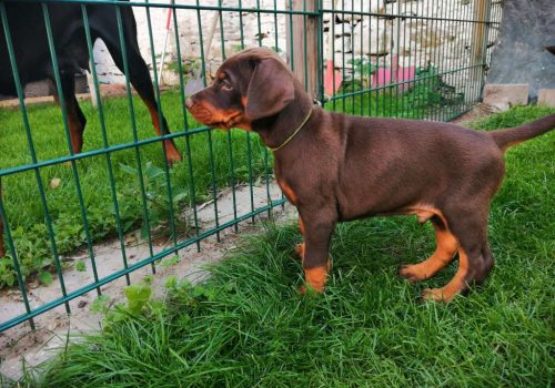 Dobermann vom Schwansee - Unsere Welpen aus dem A-Wurf