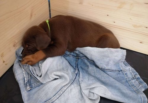 Dobermann vom Schwansee - Unsere Welpen aus dem A-Wurf