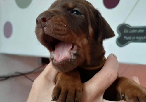 Dobermann vom Schwansee - Unsere Welpen aus dem A-Wurf