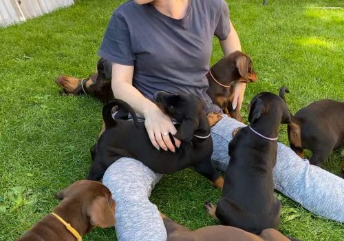 Dobermann vom Schwansee - Unsere Welpen aus dem A-Wurf