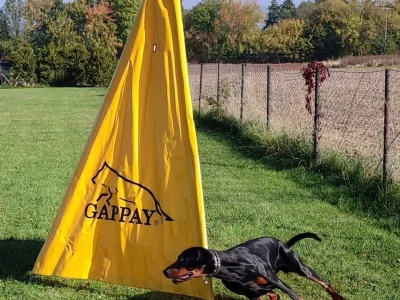 Dobermann vom Schwansee - Aloha Nani beim Training