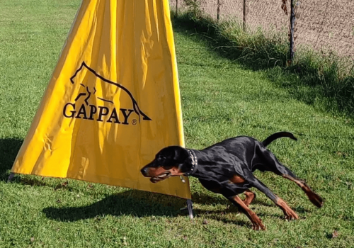 Dobermann vom Schwansee - Aloha Nani beim Training
