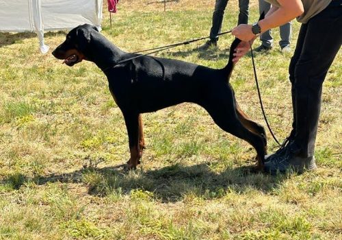 Dobermann vom Schwansee - Betty Baldur in der Ausstellung der Jugendklasse