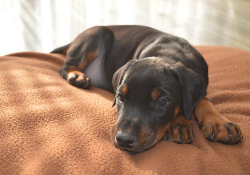 Dobermann vom Schwansee - Dobermann-Welpe ruht sich aus