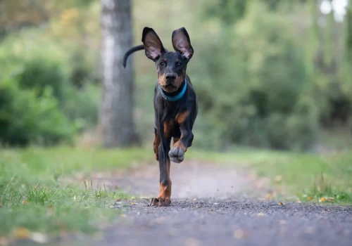 Dobermann vom Schwansee - Aloha Nani beim Rennen