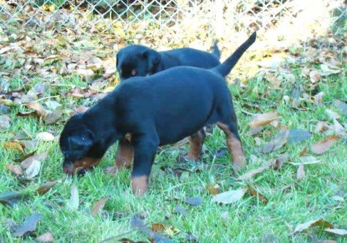 Dobermann vom Schwansee - In Erinnerung an unseren Dobermann-Rüden Nero