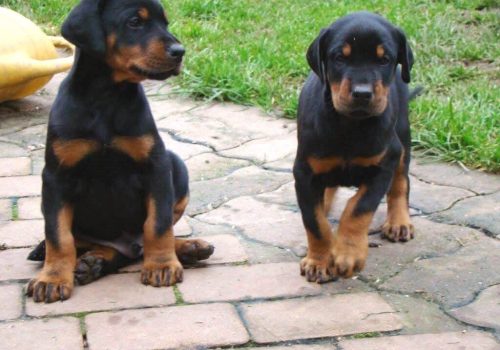Dobermann vom Schwansee - In Erinnerung an unseren Dobermann-Rüden Nero