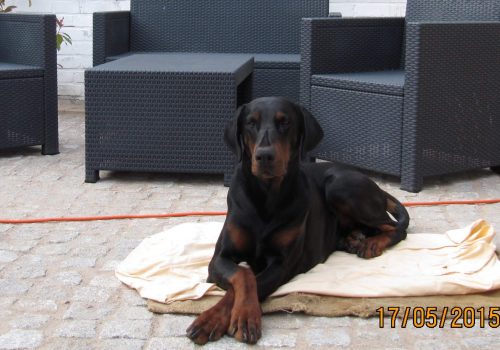 Dobermann vom Schwansee - In Erinnerung an unseren Dobermann-Rüden Nero