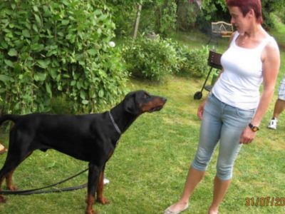 Dobermann vom Schwansee - In Erinnerung an unseren Dobermann-Rüden Nero