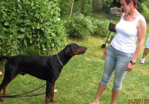 Dobermann vom Schwansee - In Erinnerung an unseren Dobermann-Rüden Nero