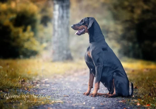 Dobermann vom Schwansee - In Erinnerung an Quinoa vom Südharz
