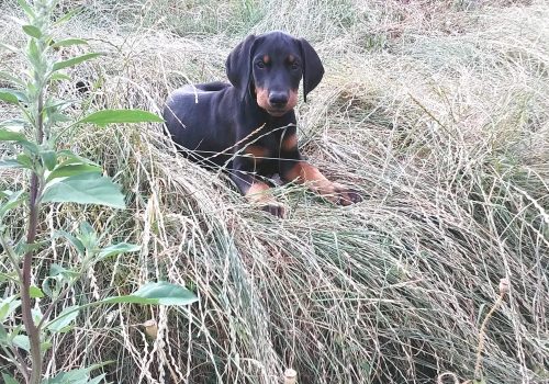 Dobermann vom Schwansee - Quinoa vom Südharz