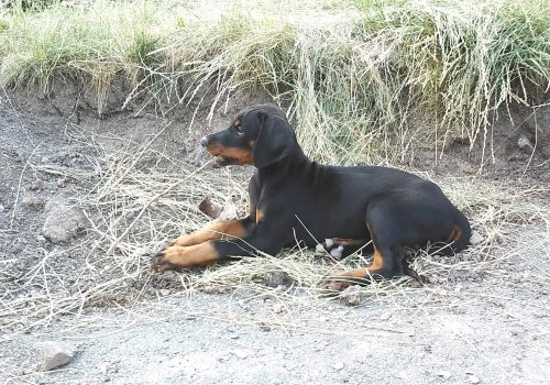 Dobermann vom Schwansee - Quinoa vom Südharz