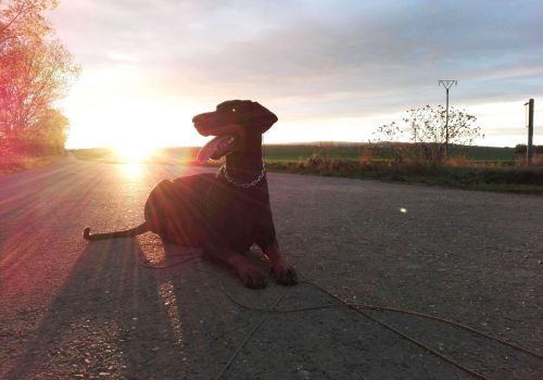 Dobermann vom Schwansee - Quinoa vom Südharz