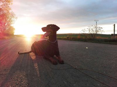 Dobermann vom Schwansee - Unsere Dobermann-Dame Quinoa