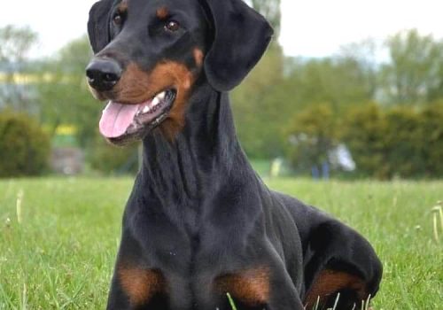 Dobermann vom Schwansee - Quinoa vom Südharz